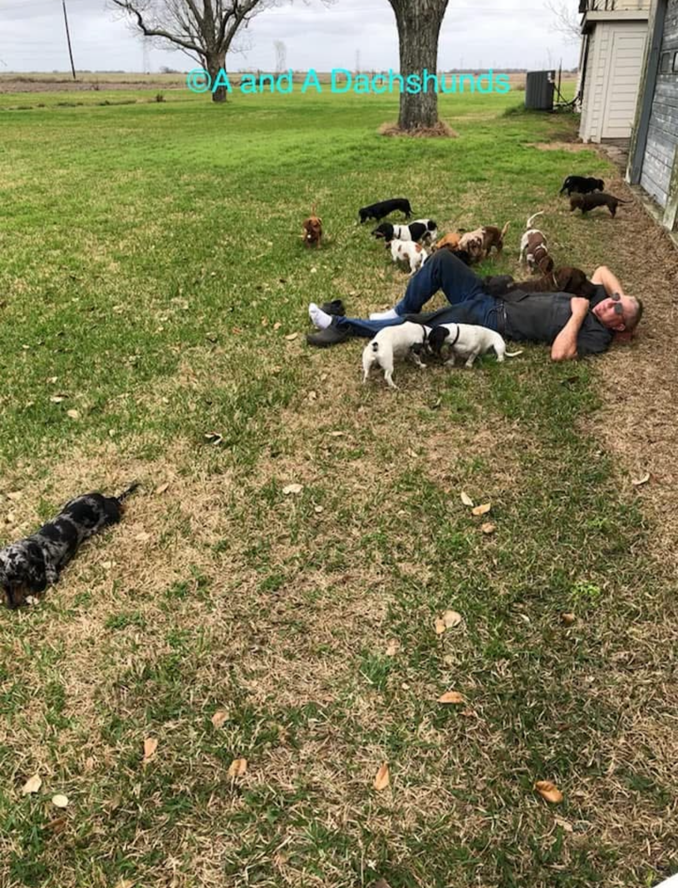 A&A Dachshunds ranch photo 2