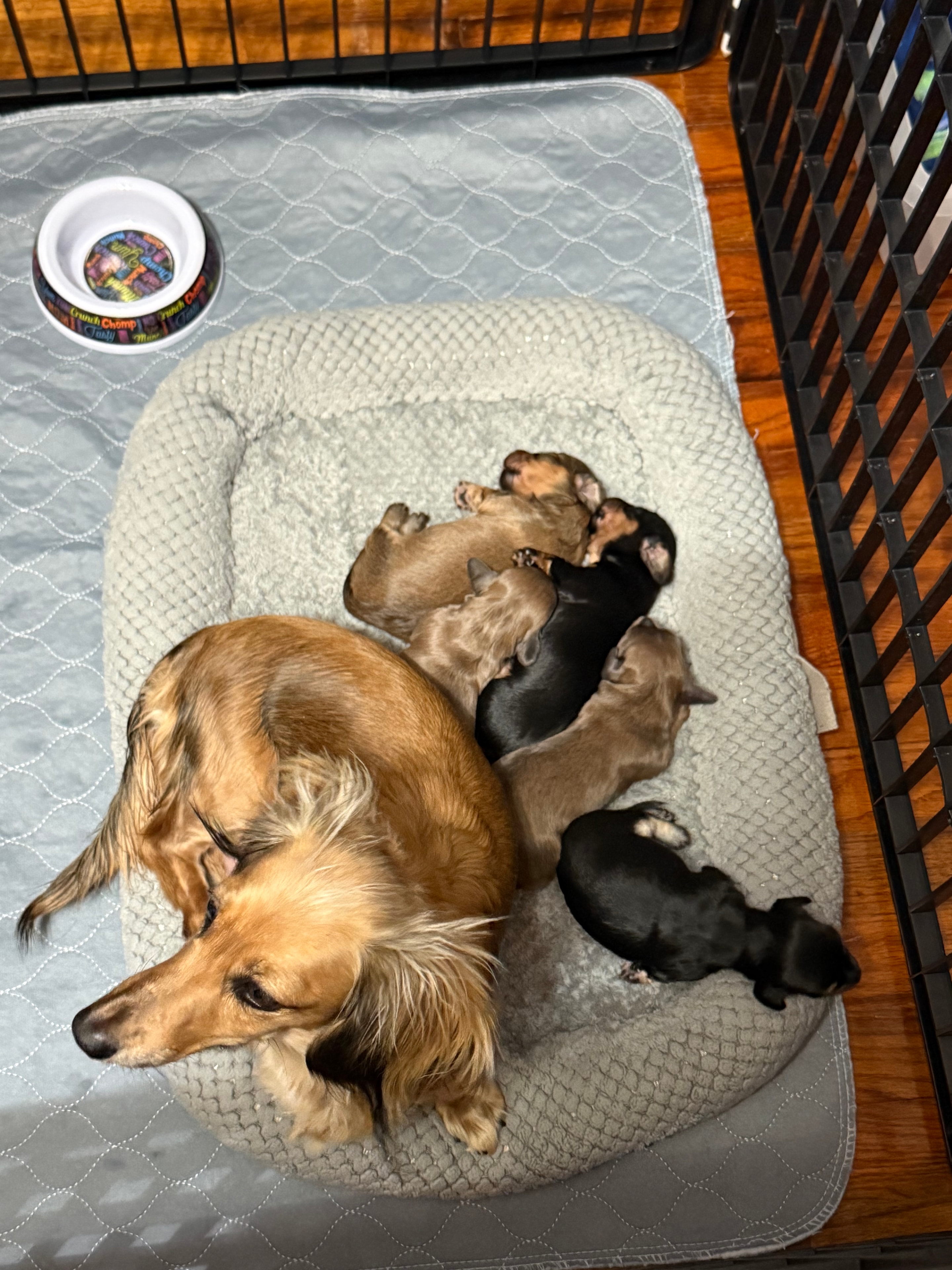 A&A Dachshunds ranch photo 3