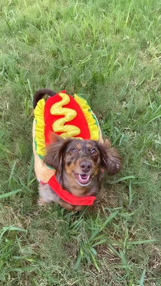 A&A Dachshund alumni