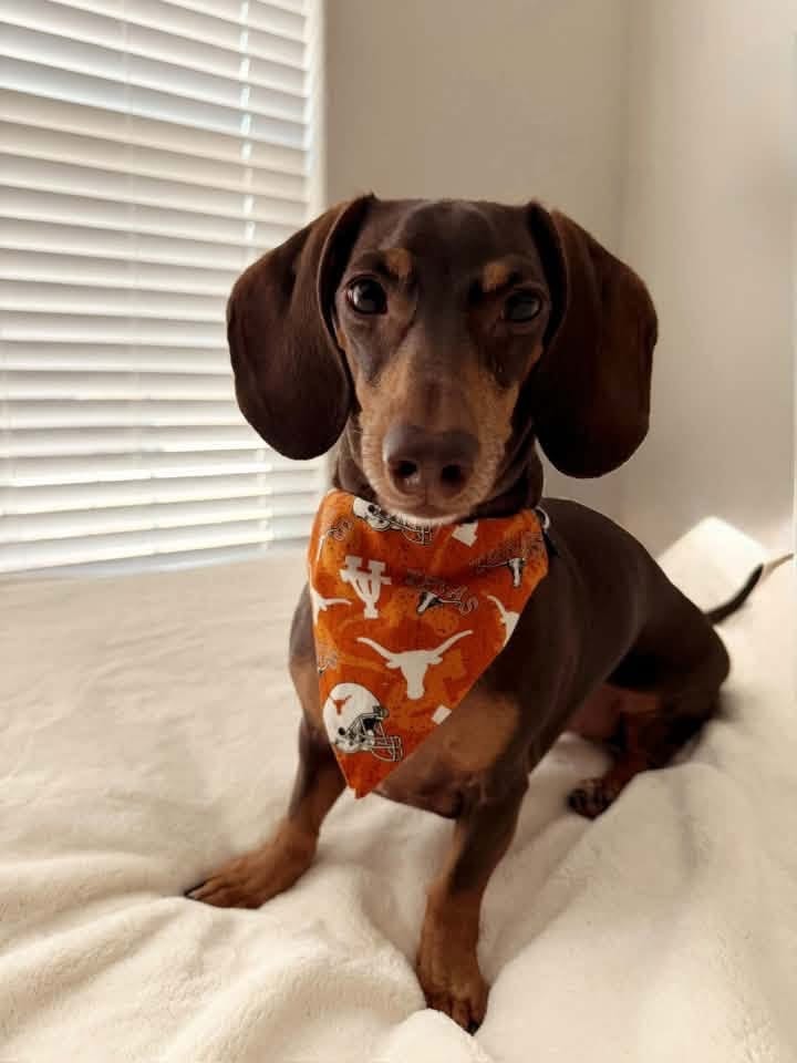 A&A Dachshund alumni