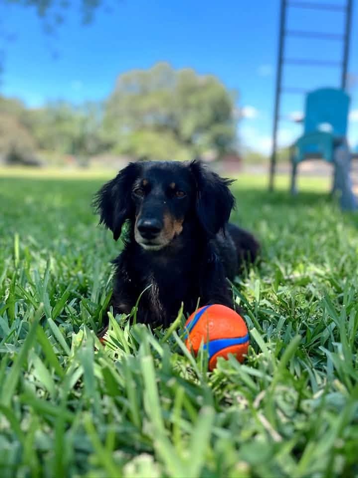 A&A Dachshund alumni