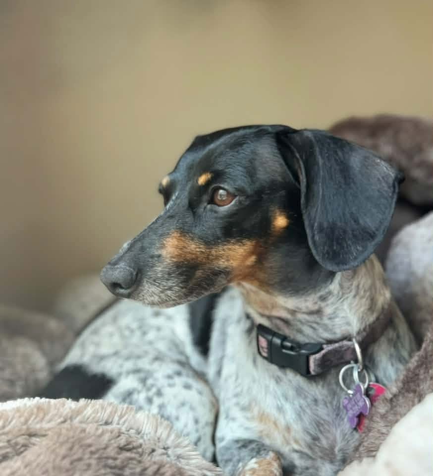 A&A Dachshund alumni