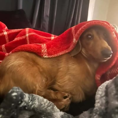 A&A Dachshund alumni