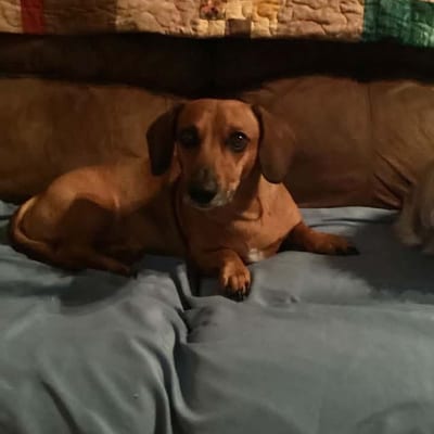 A&A Dachshund alumni