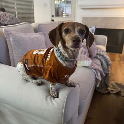 A&A Dachshund alumni
