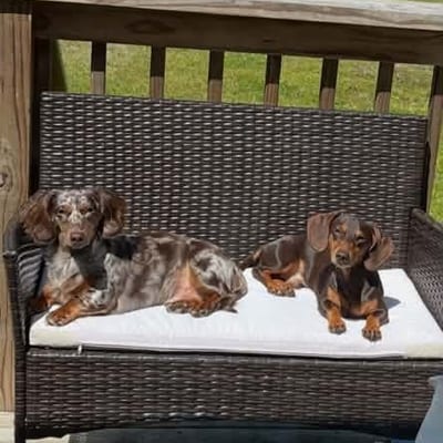 A&A Dachshund alumni