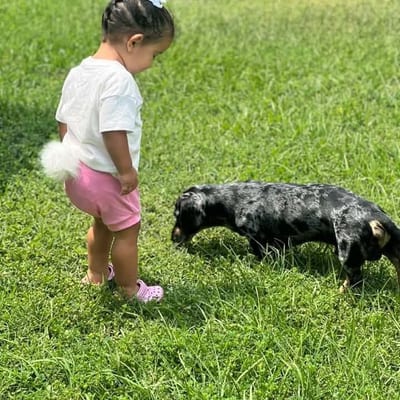 A&A Dachshund alumni