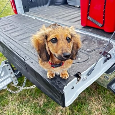 A&A Dachshund alumni
