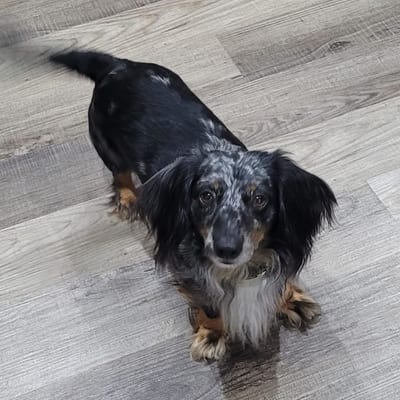A&A Dachshund alumni
