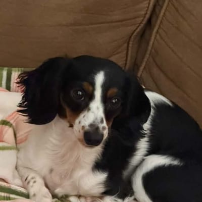 A&A Dachshund alumni