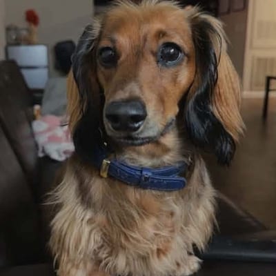 A&A Dachshund alumni
