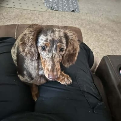 A&A Dachshund alumni