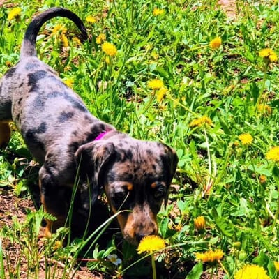 A&A Dachshund alumni