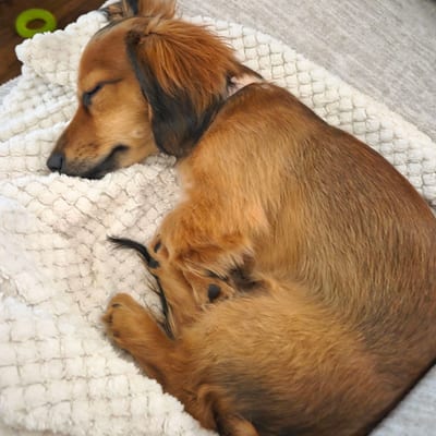 A&A Dachshund alumni