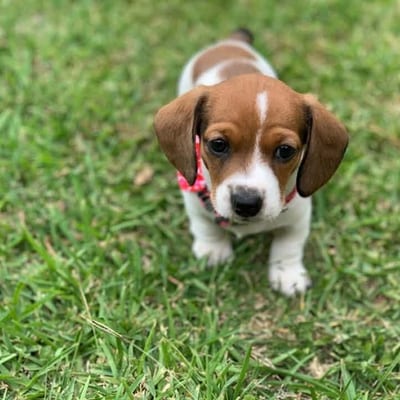 A&A Dachshund alumni