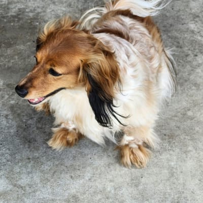 A&A Dachshund alumni