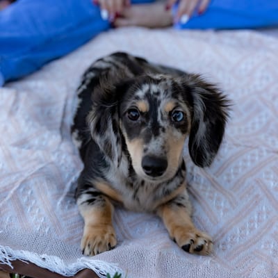 A&A Dachshund alumni