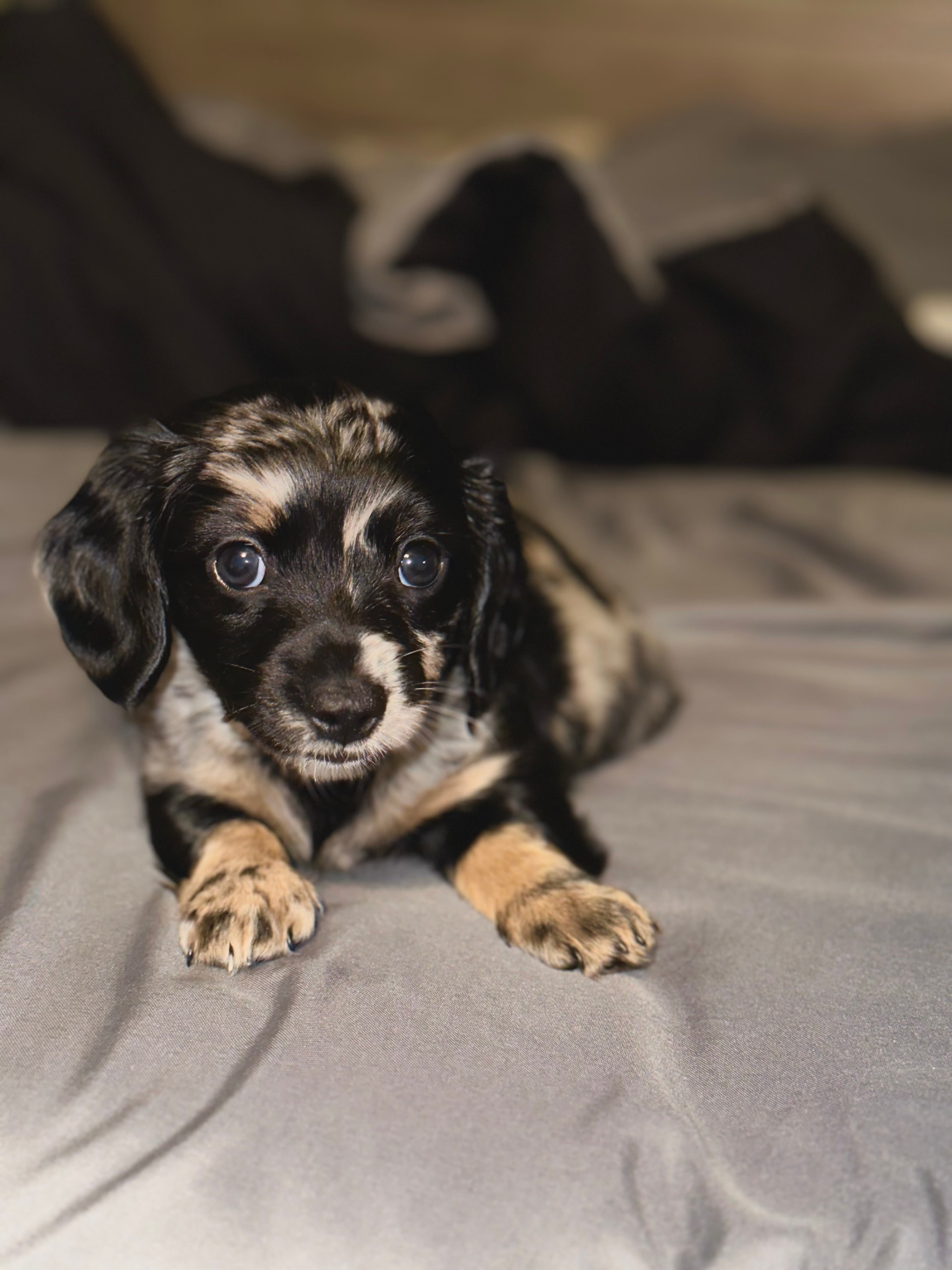 A&A Dachshund alumni